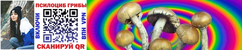 Псилоцибиновые грибы Psilocybe  Купить где  Арсеньев 
